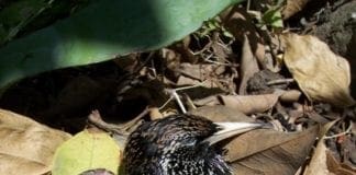 Caccia allo storno, il Tar annulla la deroga. Sanzionate Regione e associazioni venatorie