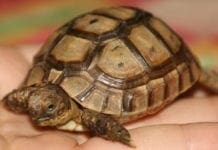 Tartarughe di terra non denunciate, nello Spezzino una multa da 600mila euro