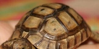 Tartarughe di terra non denunciate, nello Spezzino una multa da 600mila euro