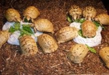 Acquario di Genova festaggia la Giornata Mondiale delle Tartarughe
