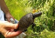 Albenga, rilasciate in natura 16 testuggini palustri