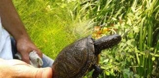 Albenga, rilasciate in natura 16 testuggini palustri