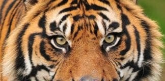 Bari, quattro tigri uccidono il domatore durante le prove