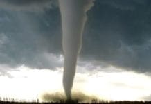 Cengio – A testa in giù davanti alla scuola, Enpa salva giovane allocco