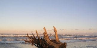 Ventimiglia, dal 9 gennaio sarà possibile raccogliere la legna dalle spiagge