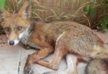 Genova e la sua Fauna, incontro al Museo di Storia Naturale