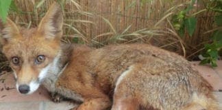 Volpe investita da un’auto a Varazze