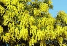 Molassana si mobilita per la multa da 5mila euro ad un venditore ambulante di mimosa Mimosa