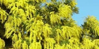 Sagra della Mimosa a Pieve Ligure, una settimana in giallo, ecco gli eventi Mimosa