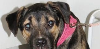 Savona – Il cane è malato e il padrone disoccupato. Raccolta fondi Enpa