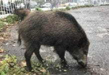 Genova, cinghiali per strada a San Fruttuoso, scatta l’allerta cinghiale