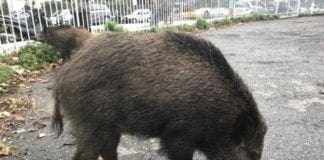 Genova, cinghiali per strada a San Fruttuoso, scatta l’allerta cinghiale