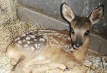 capriolo cucciolo