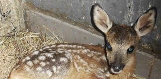 Cuccioli nel prati e nei boschi, vietato toccare capriolo cucciolo