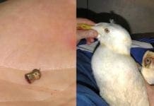 Bergeggi, colpi di fucile contro un gabbiano reale