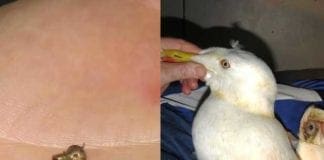 Bergeggi, colpi di fucile contro un gabbiano reale