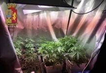 Genova, coltivava marijuana in soffitta. Un arresto nel centro storico