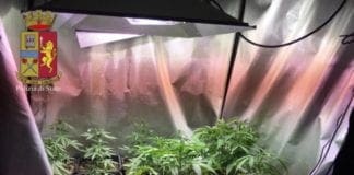 Genova, coltivava marijuana in soffitta. Un arresto nel centro storico