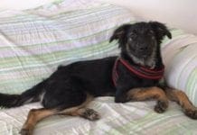 Varazze, cane scappa dall’hotel. L’allarme dei padroni: “Ha paura, pericolo per automobilisti”