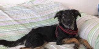 Varazze, cane scappa dall’hotel. L’allarme dei padroni: “Ha paura, pericolo per automobilisti”