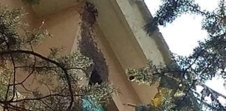 Sciame di api sulla facciata di un palazzo a Oregina