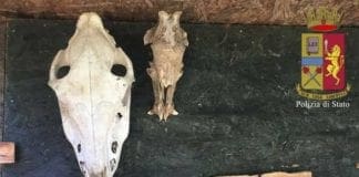 Sestri Ponente, droga negli slip e “fumeria” a Bargagli: denunciato