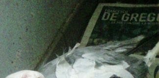 Vado Ligure, gabbiano ucciso col fucile in pieno centro abitato. Ricercato il responsabile