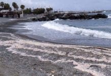 Spiagge viola per la Velella velella in Liguria
