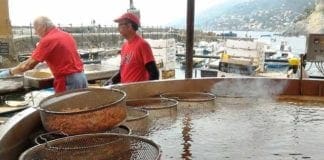 Sagra del Pesce di Camogli, grande successo per la 66esima edizione