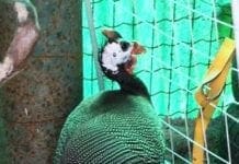 Volatile ritrovato vicino al casello di Pietra Ligure, si cerca il proprietario