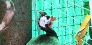 Volatile ritrovato vicino al casello di Pietra Ligure, si cerca il proprietario