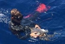 Tartaruga marina gravemente ferita recuperata nelle acque di Loano