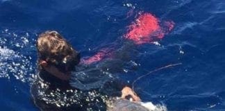 Tartaruga marina gravemente ferita recuperata nelle acque di Loano
