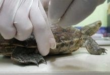 Affidate all’Acquario di Genova le tartarughe sequestrate in Porto Tartaruga