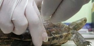 Affidate all’Acquario di Genova le tartarughe sequestrate in Porto Tartaruga