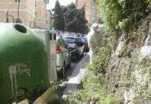 Genova – Marciapiedi invasi dalle erbacce in via Napoli