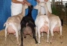 Allevatore muore e “lascia” 170 animali salvati da Enpa e da una “pastora”