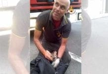 Genova, capriolo scivola sugli scogli: salvato dai Vigili del Fuoco