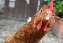 Palio del Gallinaccio a Crevari – Vince la Porcelletta (ma con polemiche)