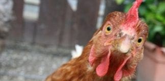 Palio del Gallinaccio a Crevari – Vince la Porcelletta (ma con polemiche)