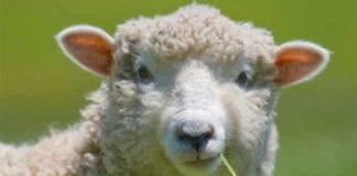 Albisola, pecora sui binari: treni bloccati tra Savona e Genova