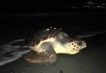 Finale Ligure, nuovo nido di tartaruga Caretta caretta Caretta caretta tartaruga
