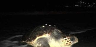Voltri, una tartaruga Caretta Caretta spunta sulla spiaggia Caretta caretta tartaruga