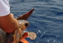 Guardia Costiera e Acquario di Genova salvano tartaruga caretta caretta a Bordighera