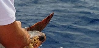 Tartaruga Caretta Caretta curata all’Acquario torna in mare – VIDEO