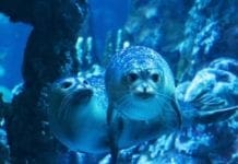 Acquario di Genova, su Instagram il concorso fotografico per i visitatori