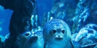 Acquario di Genova, su Instagram il concorso fotografico per i visitatori