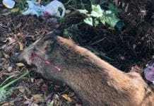 Mamma cinghiale con una freccia conficcata in testa a Quezzi, il quartiere si mobilita per salvarla cinghiale ferito da freccia