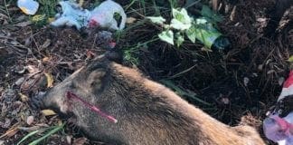 Mamma cinghiale con una freccia conficcata in testa a Quezzi, il quartiere si mobilita per salvarla cinghiale ferito da freccia
