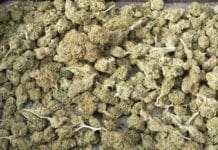 Savona, droga per oltre un milione di euro in una villa sulle alture Marijuana